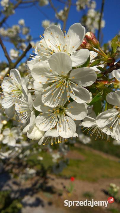 Działka ROD Poznań Darzynka prąd woda drzewka