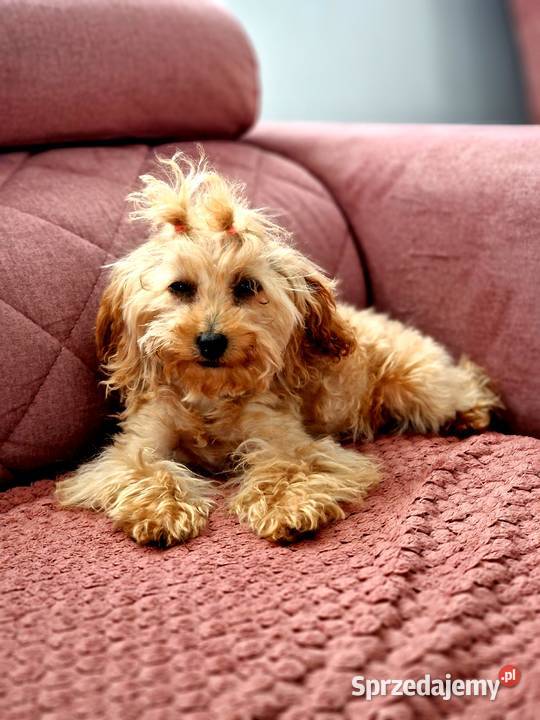 Malutka 6miesieczna sunia pudel toy teacup Pozostałe Zwierzęta Jasło