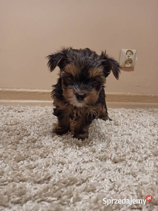 York pies8 tygodni miniaturka Szczaki sprzedam