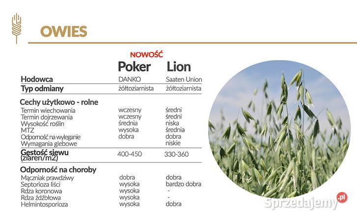 Owies jary Poker Lion materiał siewny Top Farms Żyrardów