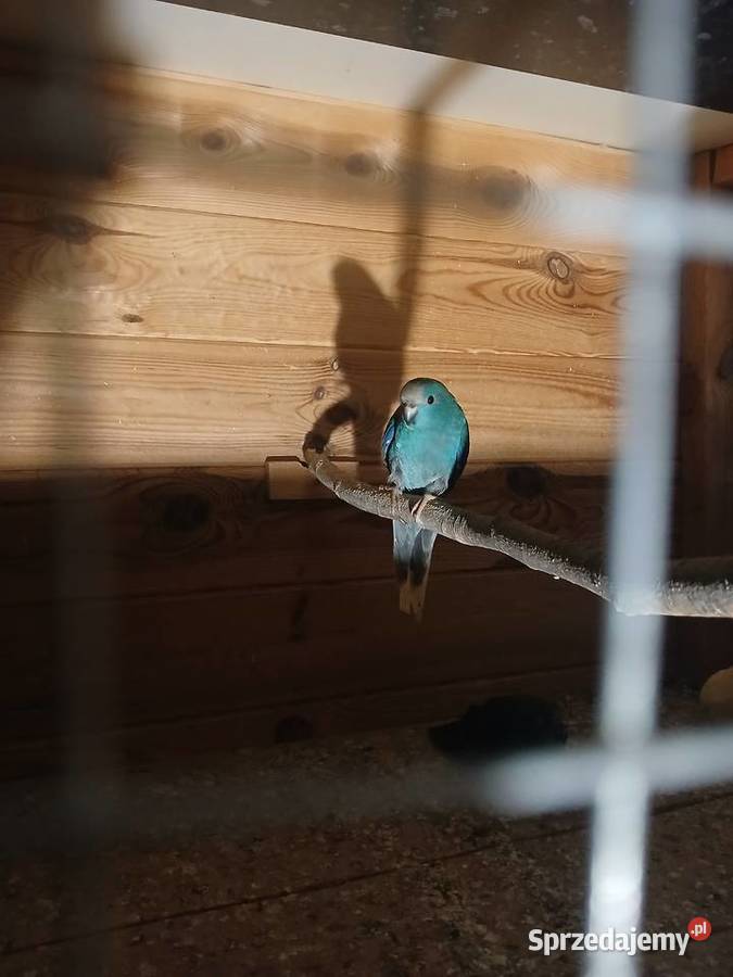 Papuga koza mondrolotka kolorowa mazowieckie Goździk