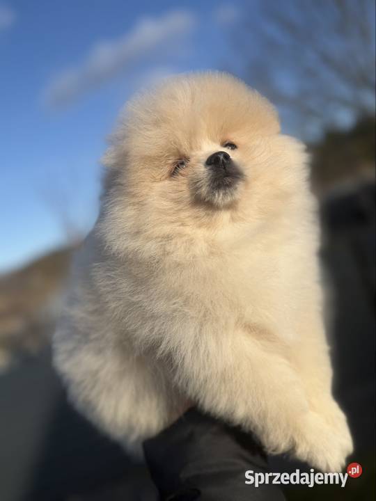 Szpic miniaturowy Pomeranian Gorzów Wielkopolski