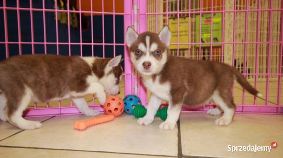 Zarejestrowane szczenięta rasy Siberian Husky Gręblów