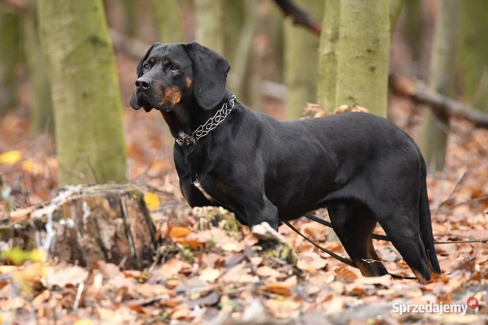 Gończy polski szczeniaczki Kościan