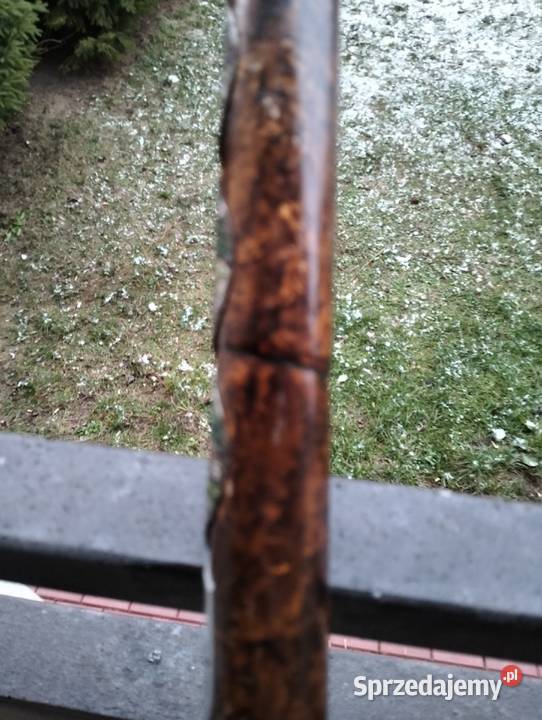 kolekcja starych lasek Ełk