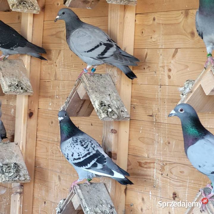 Gołębie na sprzedaż Sprzedam gołębie hodowlane Zawada
