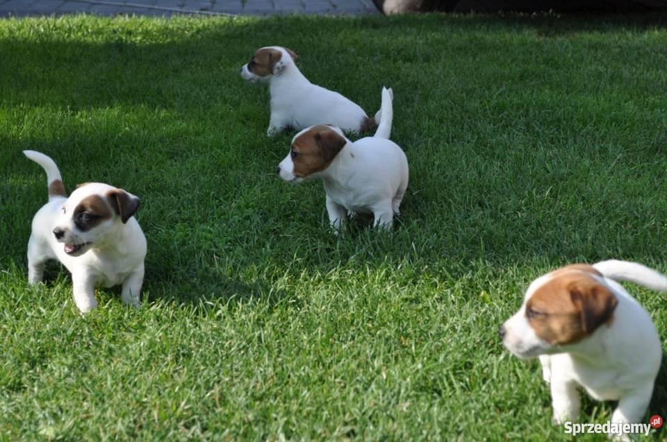 Jack Russell Terrier szczenięta Zamość