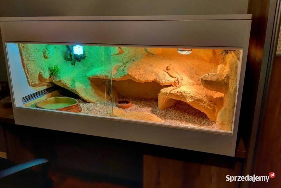 Terrarium profesjonalne żółwia greckiego agamy Pruszków