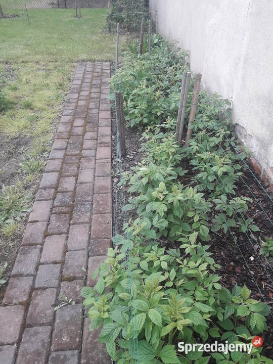 Sadzonki malin sprzedam