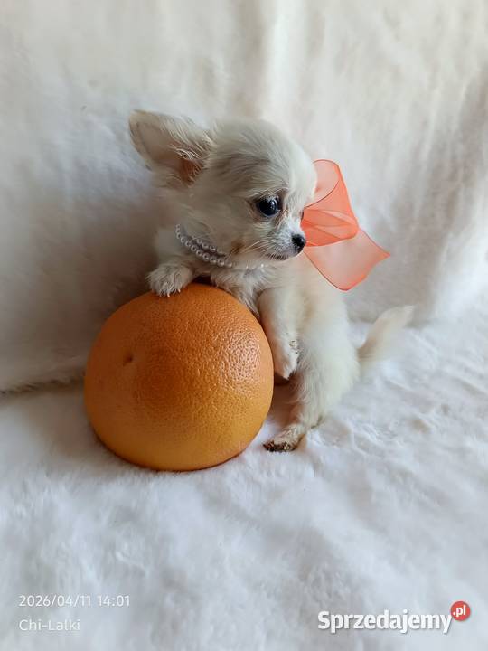 Chihuahua xxs dziewczynka suczka dlugowlosa Inowrocław