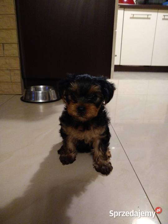 York suczki podlaskie