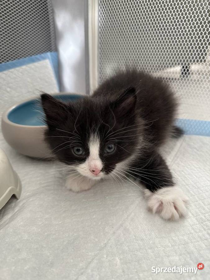 Rodowodowe kotki syberyjskie dolnośląskie Świerzna
