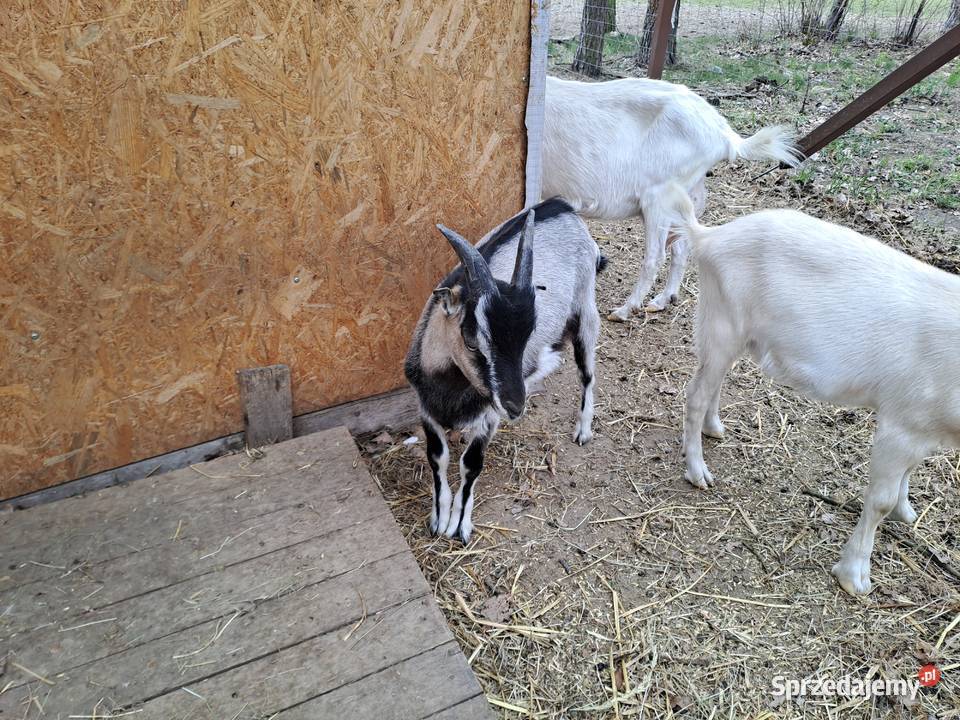 Sprzedam koziołki i kózki łódzkie