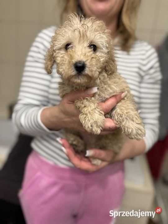 Pudel Toy radosny piesek z rodowodem Pozostałe Lublin