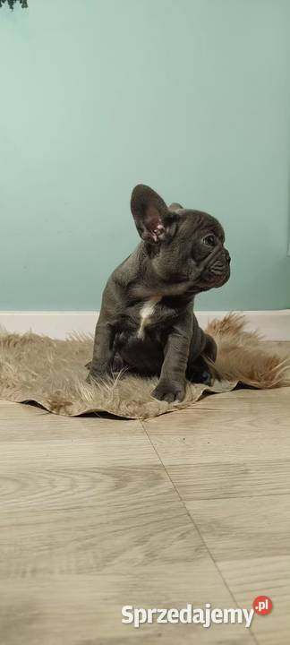 Buldog francuski liliowa sunia