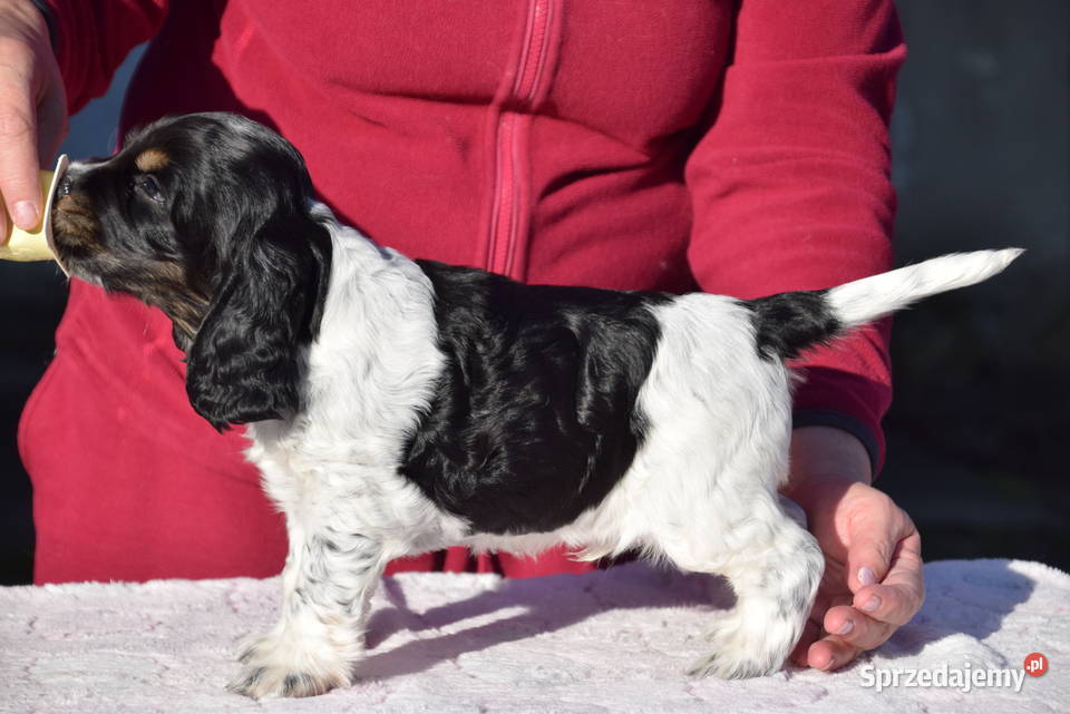 Cocker Spaniel Angielski Burbon sprzedam