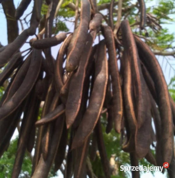 AFRYKAŃSKA SZARAŃCZA Parkia biglandulosa NASIONA Lubanie