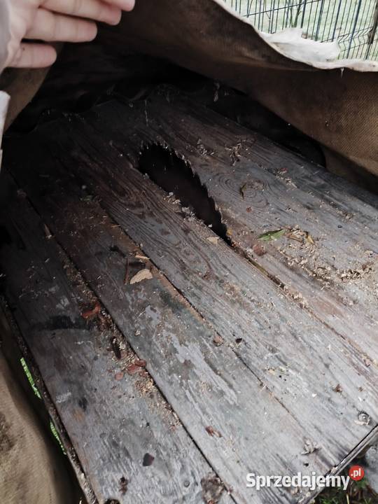 Krajzega Piły stołowe Milicz