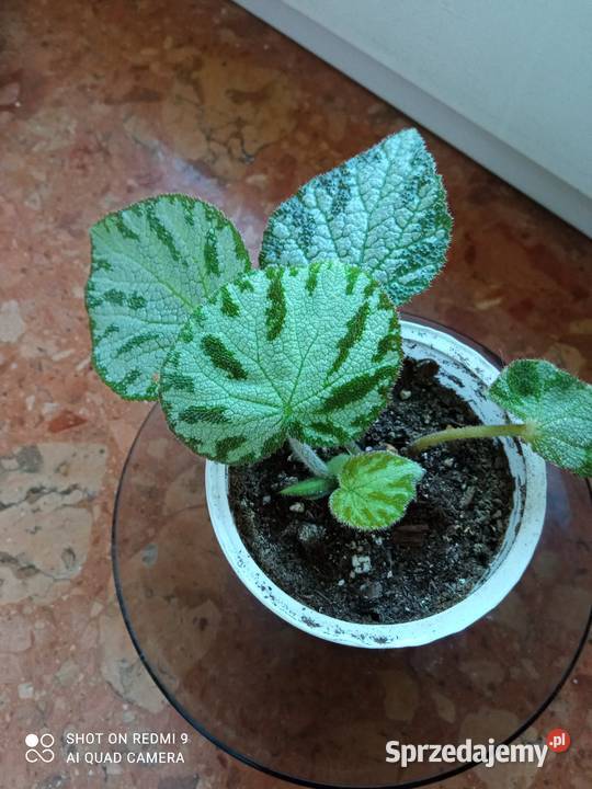 Begonia Silver Jewel begonia zebra podlaskie Białystok