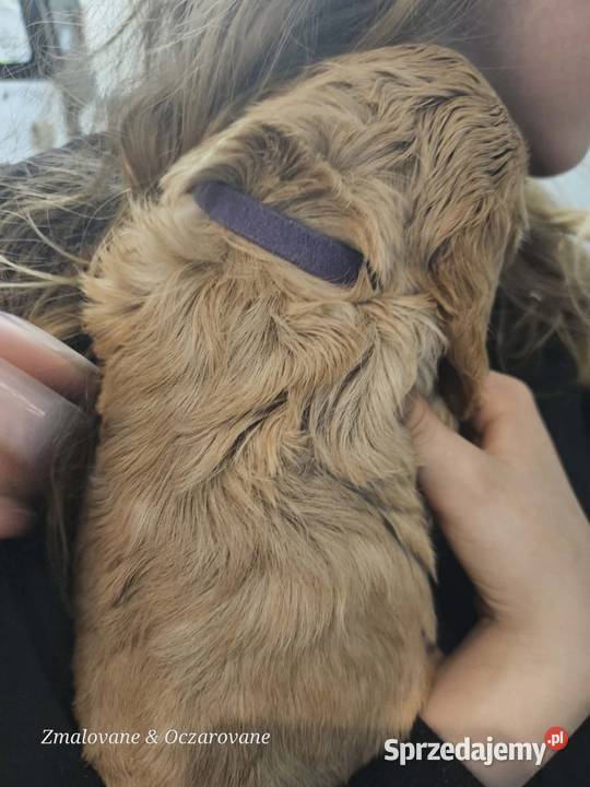 Szczeniaki cocker spaniel