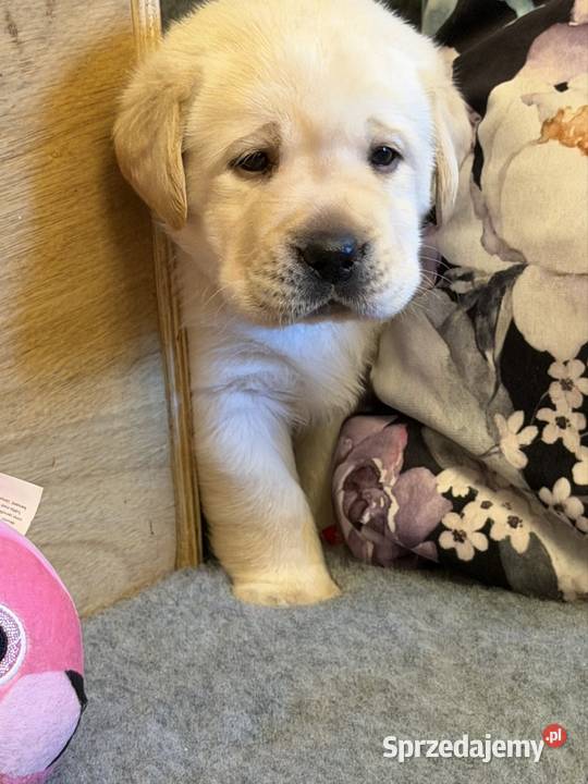 Labrador czarne i żółte szczenięta Przygodzice sprzedam