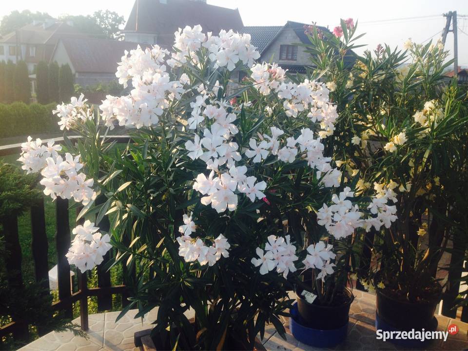 Oleander o ŻÓŁTYCH i ŁOSOSIOWYCH kwiatach
