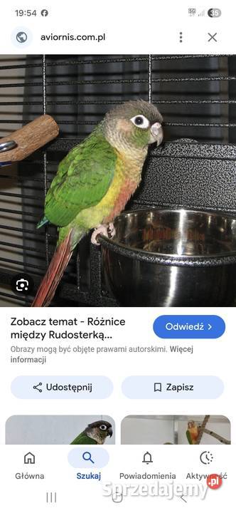 Sprzedam rudosterki zielonolice na zdjęciu Wronki