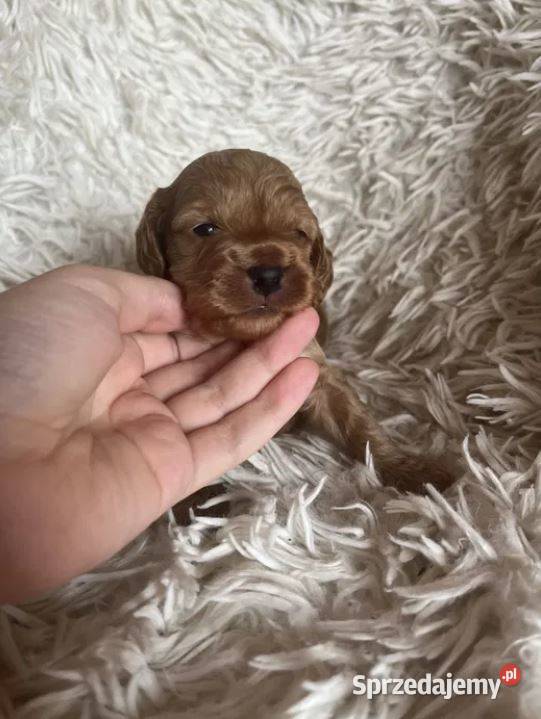 Piesek cockapoo mama cocker spaniel tata pudel Busko-Zdrój