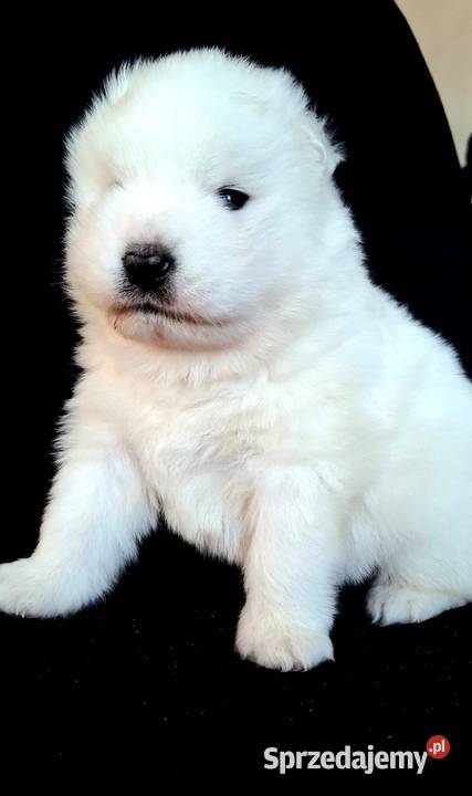 Samoyed ZKwPśnieżnobiały chłopiecdomowa hodowla Koszalin