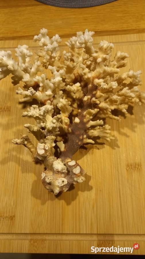 Koralowiec naturalny