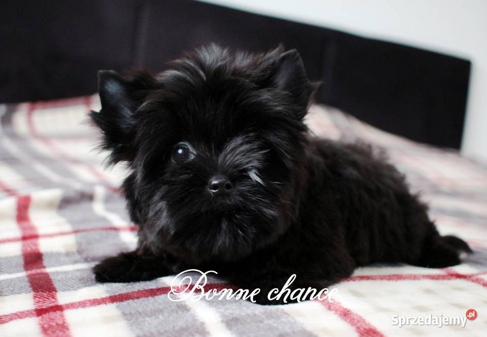 Yorkshire terrier Black Suwałki