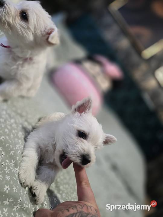 West Highland White Terrier szczeniaki Szczecin sprzedam