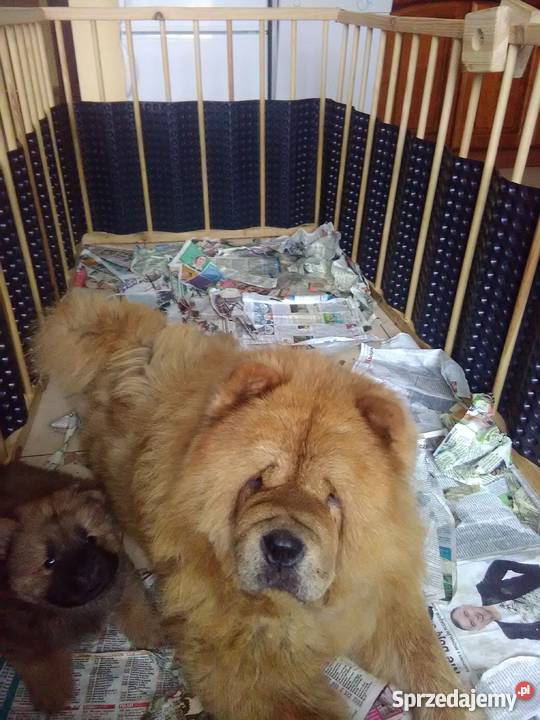 ChowChow szczeniaki sprzedam Konstantynów
