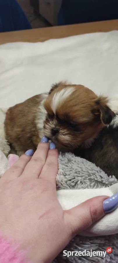 Shihtzu mini Kobierzyce