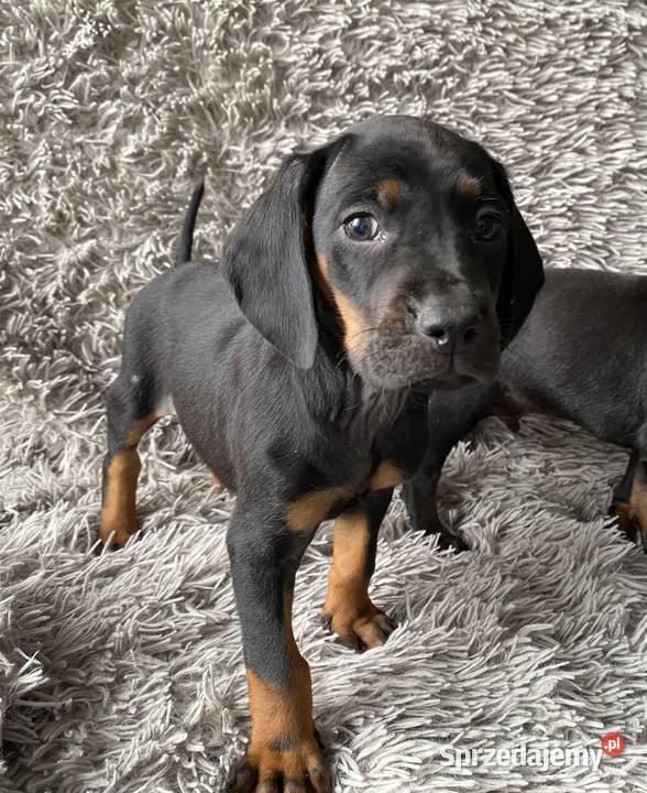 Gończy Polski lubelskie Opole Lubelskie sprzedam