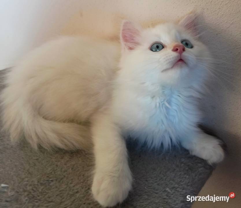 Śliczny Kocur Syberyjski Umi z Rodowodem PZFWCF Sochaczew