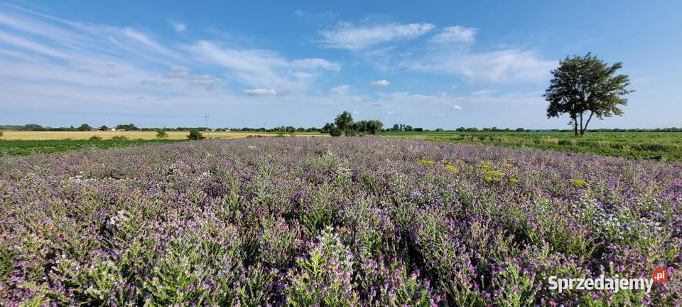 żmijowiec grecki jednoroczny roślina miododajna Przybysławice