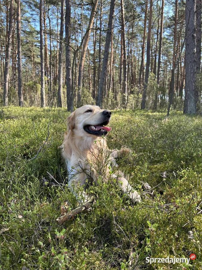 Golden Retriever REPRODUKTOR mazowieckie Raszyn