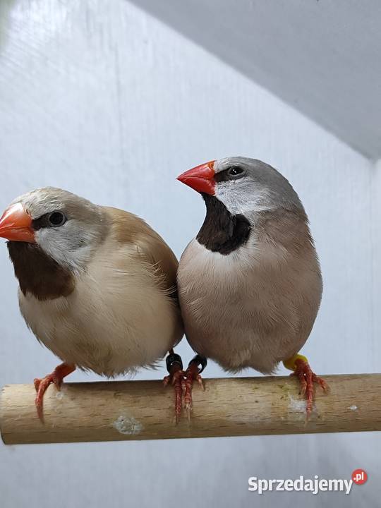 Amadyna ostrosterna para Astryld Astryldy Myślenice