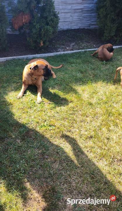 Bokser szczenię Wrocław