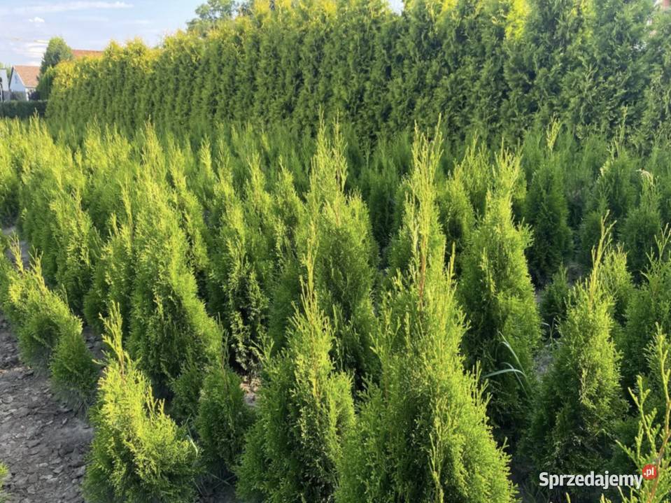 Tuje Szmaragd 130100 ładne Podrzecze