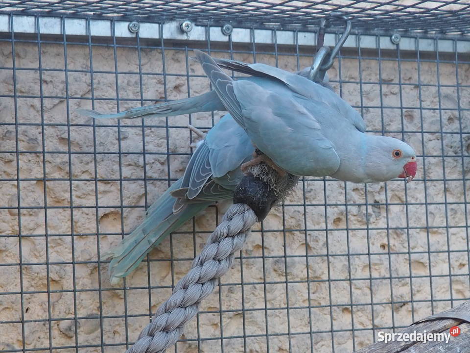 Papuga Aleksandretta Obrożna Niebieska Cynamon