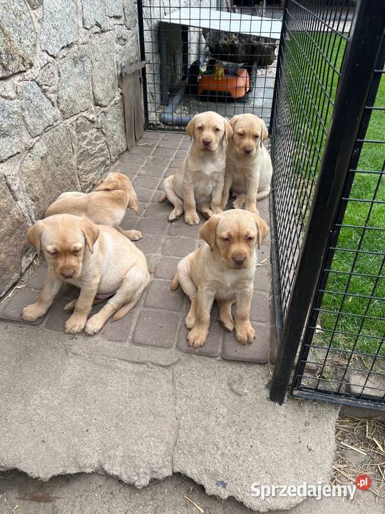 Labrador retriever Adamowo sprzedam