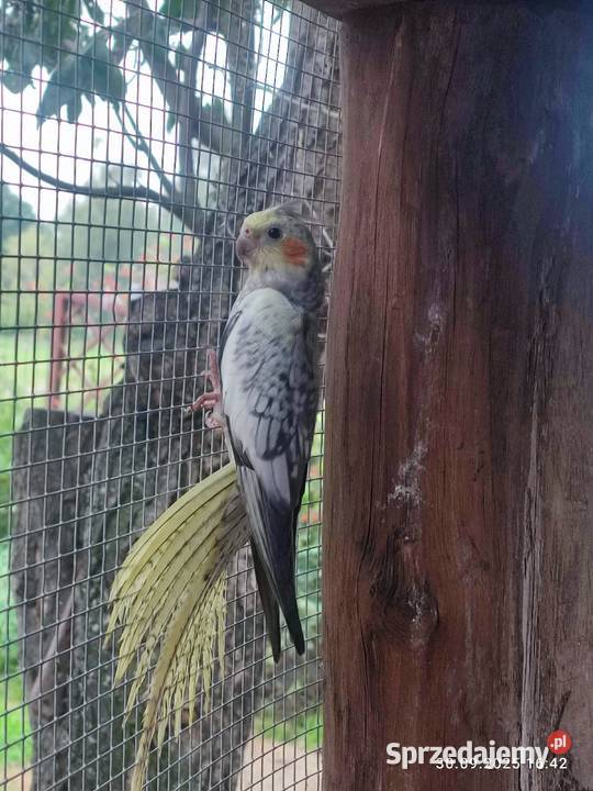 Sprzedam papugi nimfy z tego roku i trzy