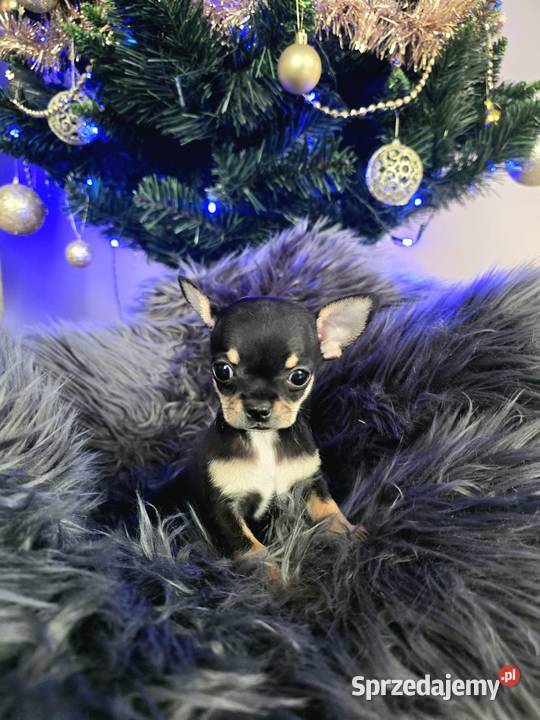 Chihuahua śląskie Piasek