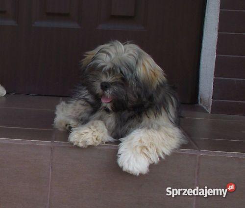 LHASA APSO szczeniak Olsztyn