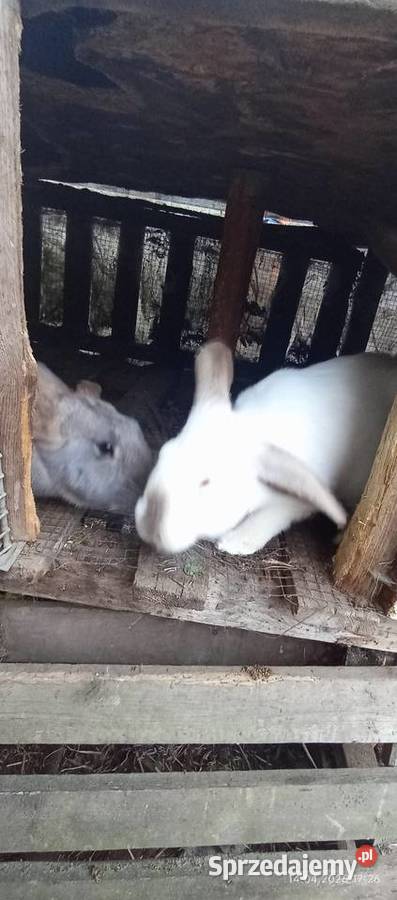 Sprzedam króliki mięsna odchowano Pozostałe Goleniów
