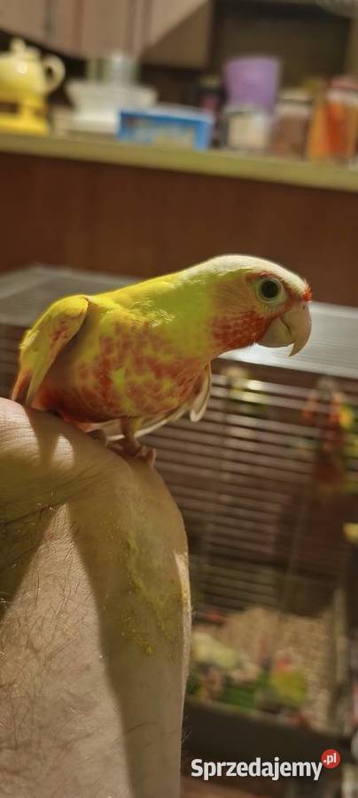 Papugi rudosterki ręcznie karmione śląskie Tychy sprzedam
