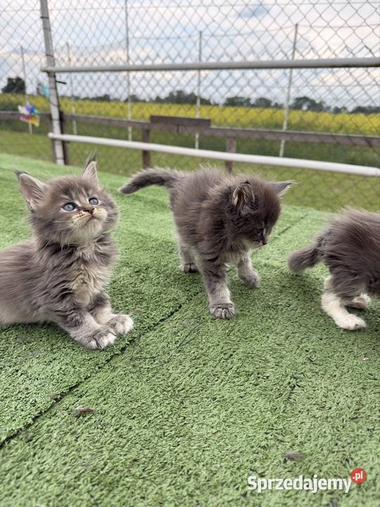 Przepiękne kocięta Maine Coon z rodowodem FPL wielkopolskie