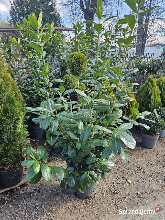 laurowiśnia Novita sprzedam